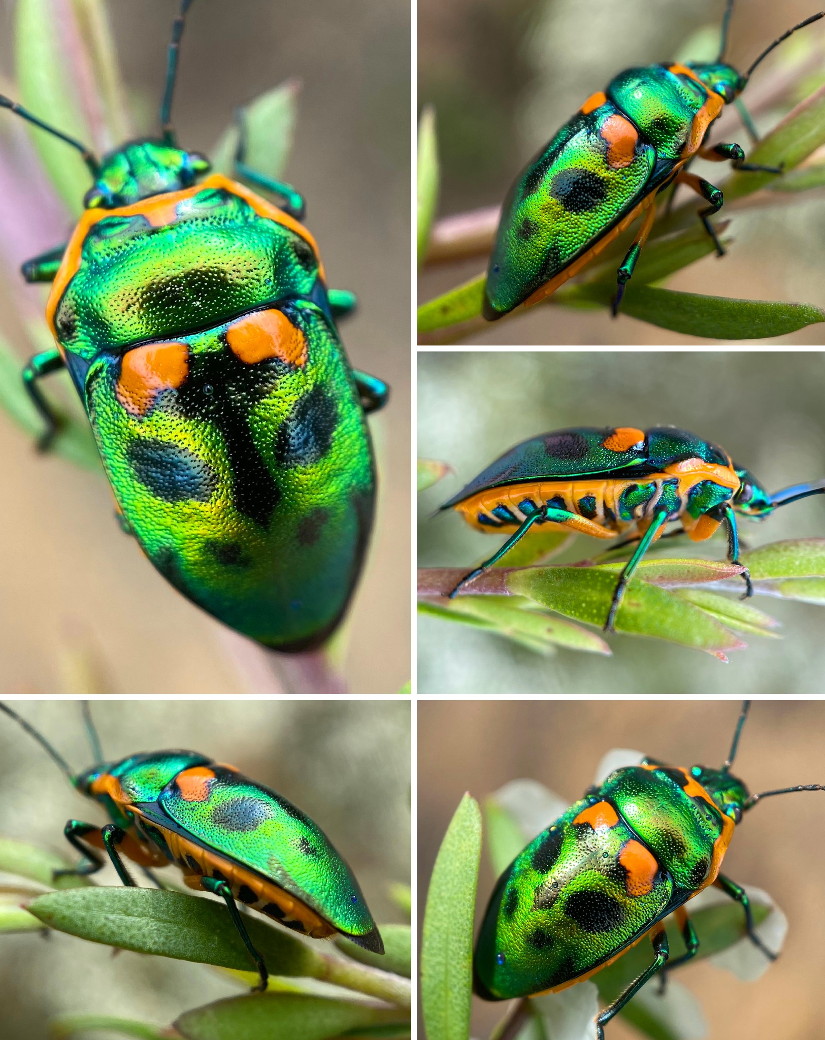 Jewel Beetle (Temognatha sp.) One of the most spectacular large