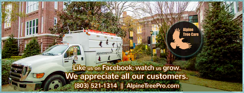 Alpine Tree Care