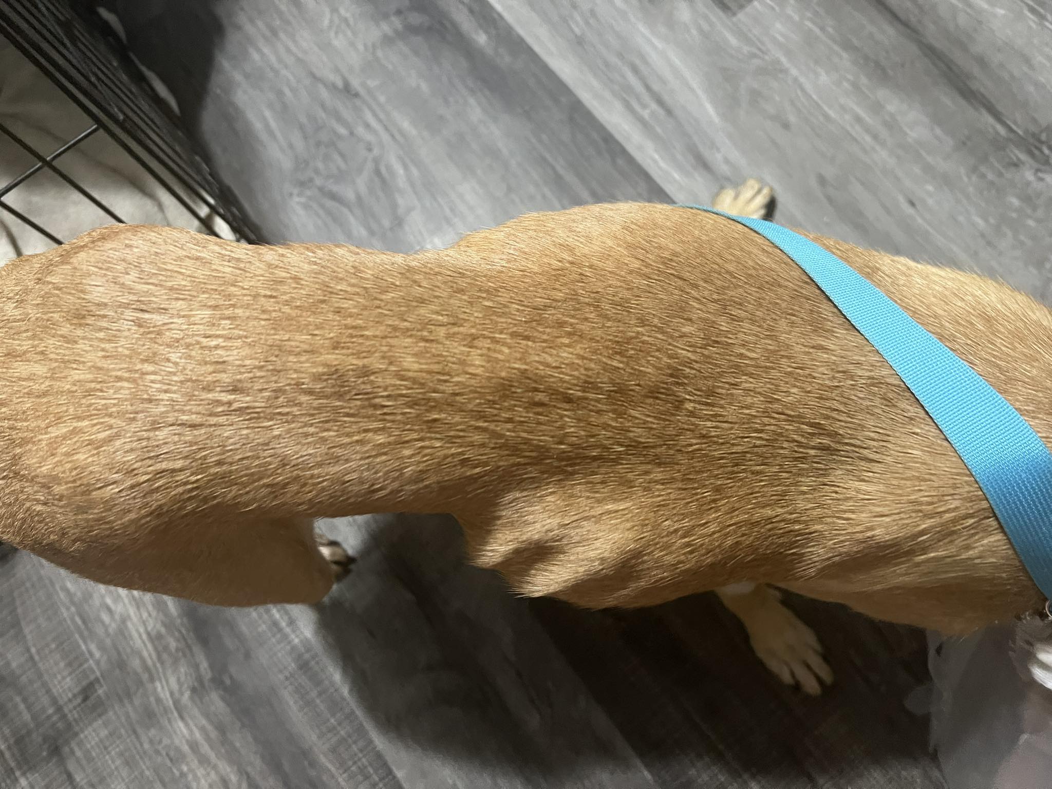 Better Chance Rescue | Mesa AZ