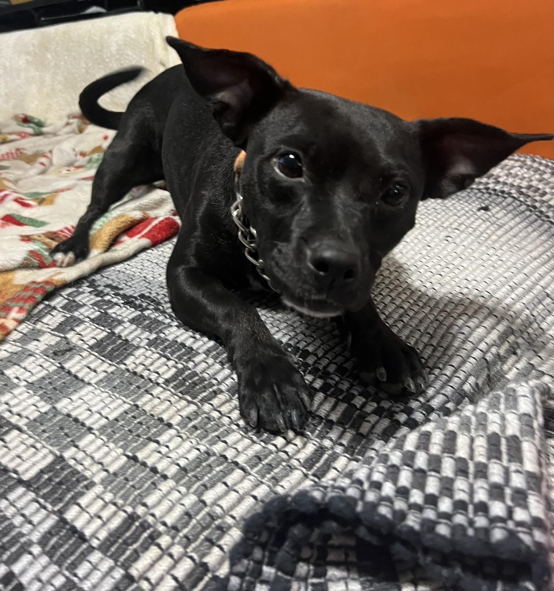 Better Chance Rescue | Mesa AZ