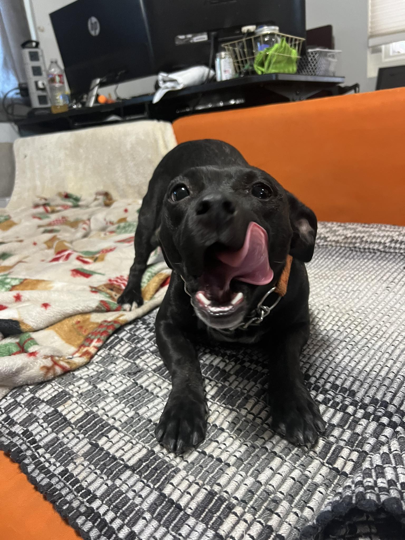 Better Chance Rescue | Mesa AZ