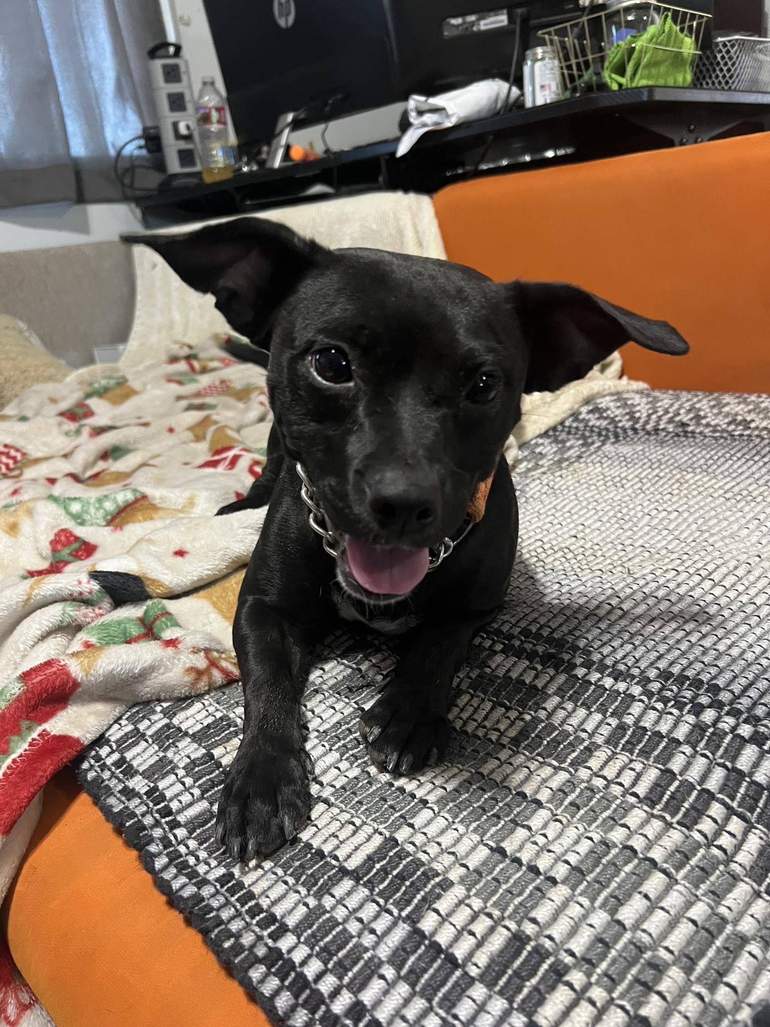 Better Chance Rescue | Mesa AZ