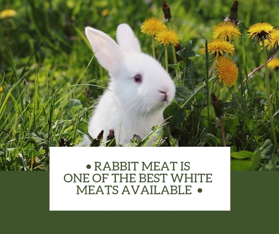 Rabbitry