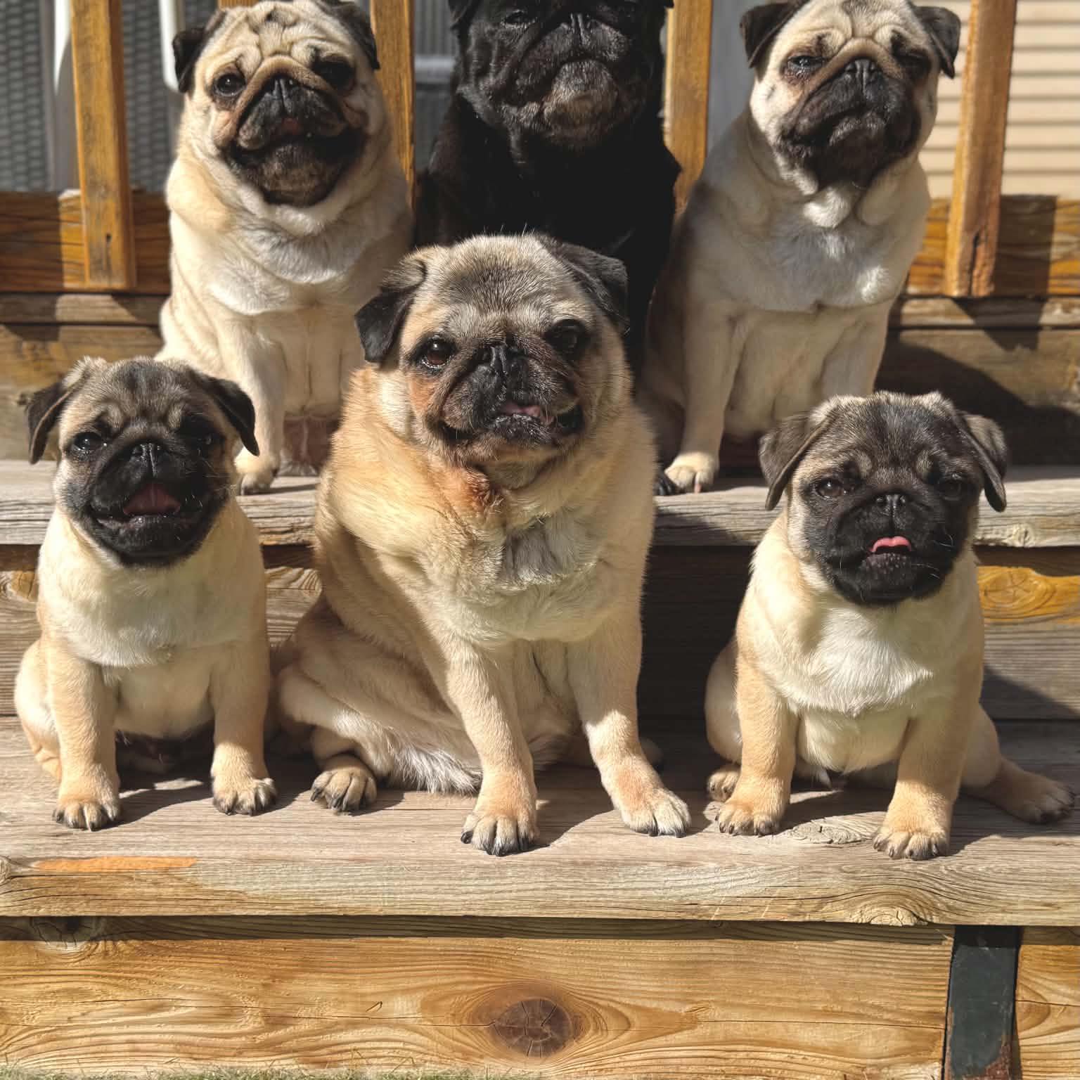Responsible CKC Breeders in Western Canada | Hi! Looking for mini ...