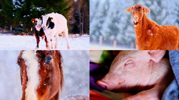 Asociatia pentru protectia animalelor Robi - www.4animals.ro CONTACT ...