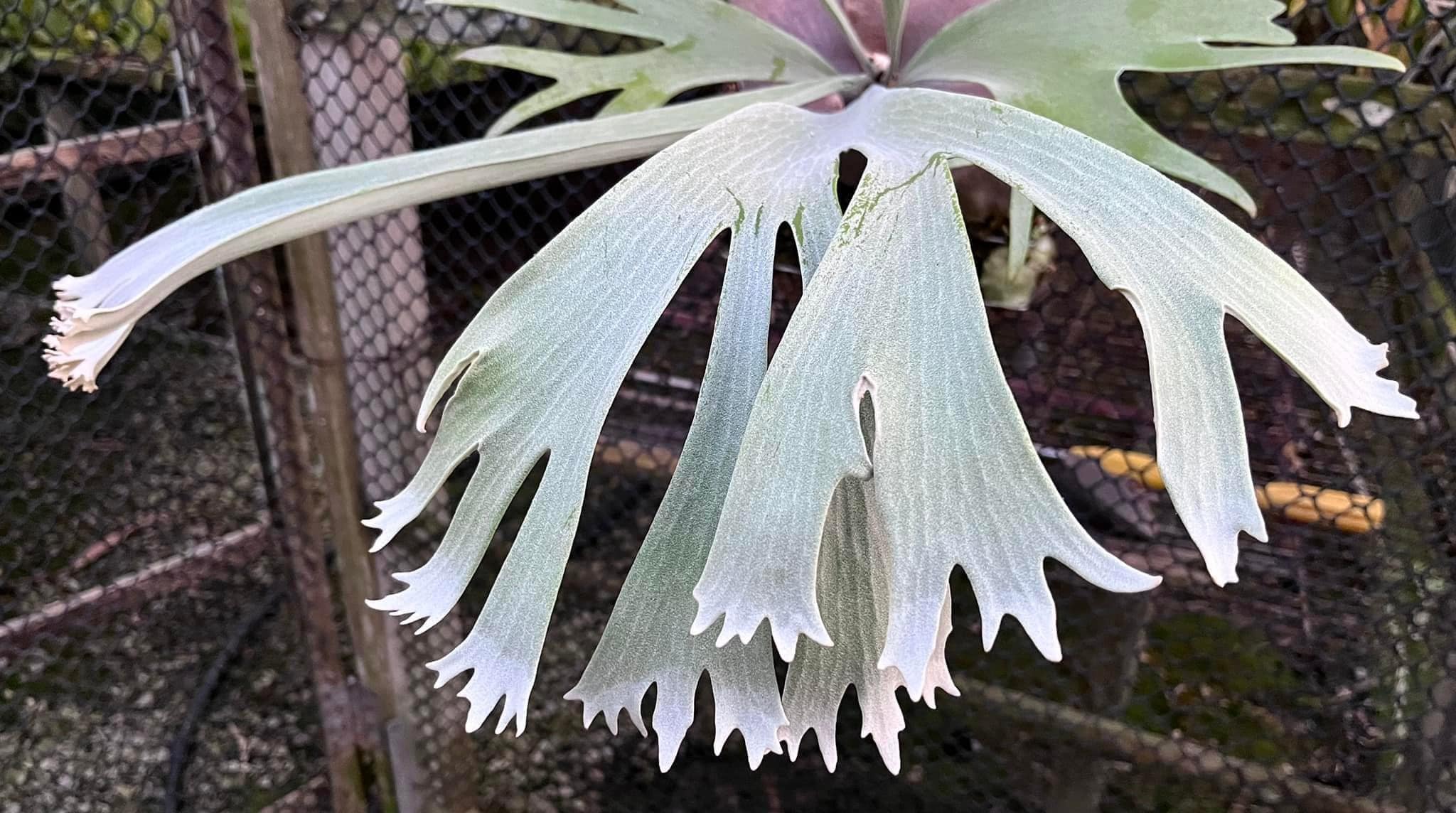 P.Pewchan#1 P.willinckii cv pygmaeum PUP P.willinckii cv.'Dwarf