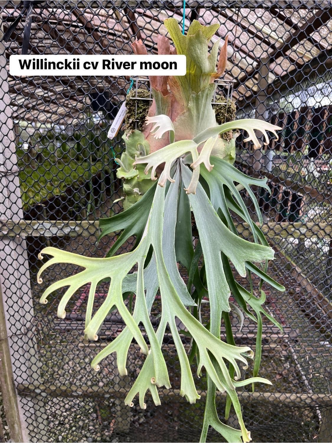 P. Willinckii 'Spur' （P. Willinckii dwarf nook spore special