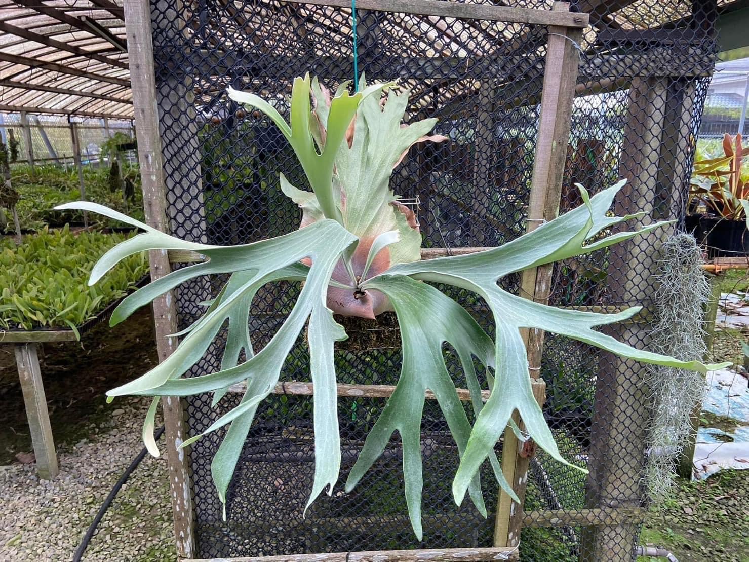 P. Willinckii 'Spur' （P. Willinckii dwarf nook spore special