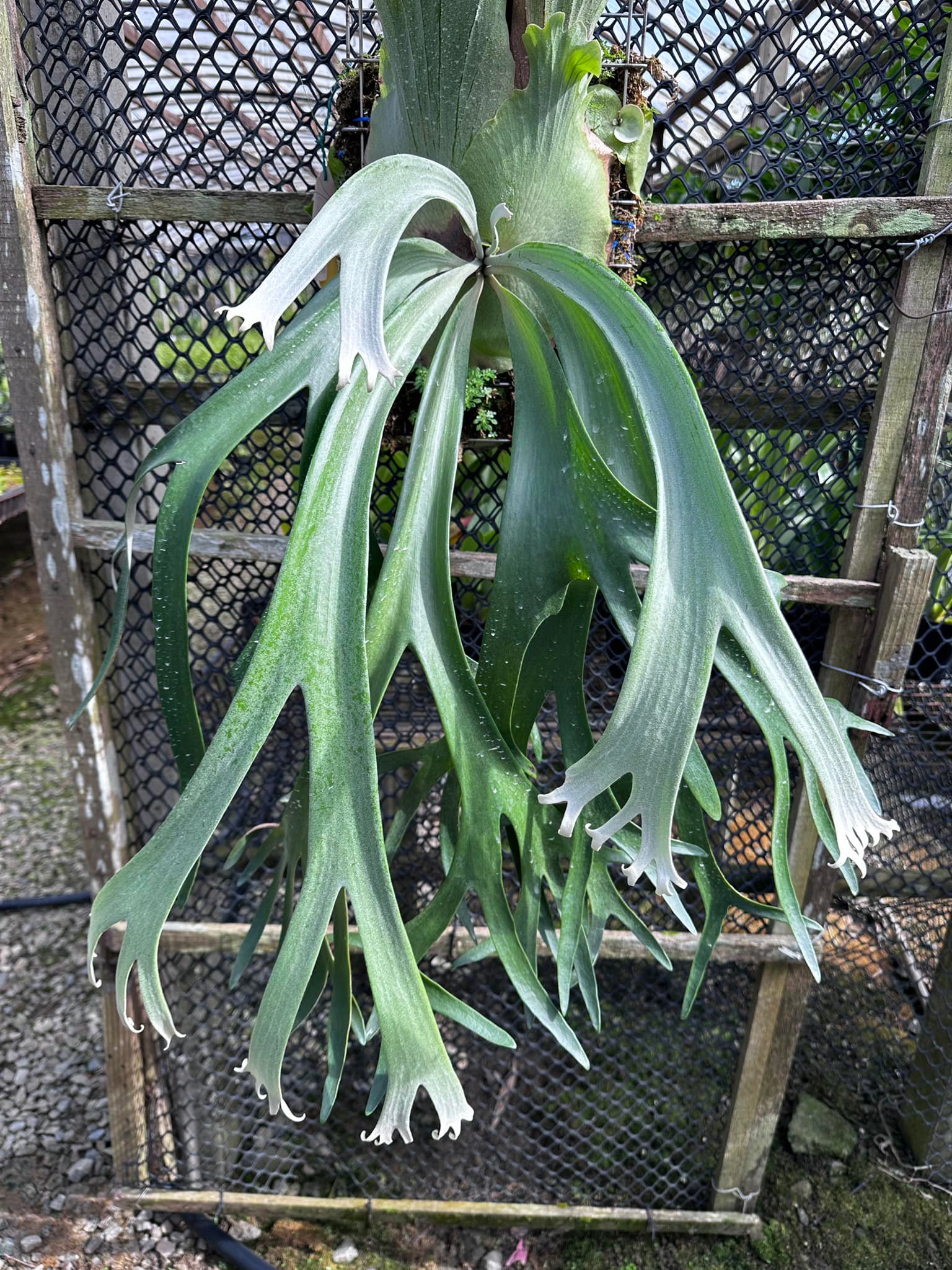 P. Willinckii 'Spur' （P. Willinckii dwarf nook spore special