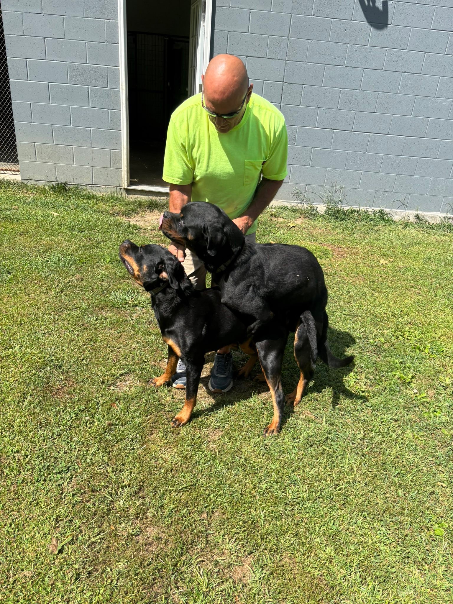 I’d like to announce... - Brickman Rottweilers Westfield, MA | Facebook