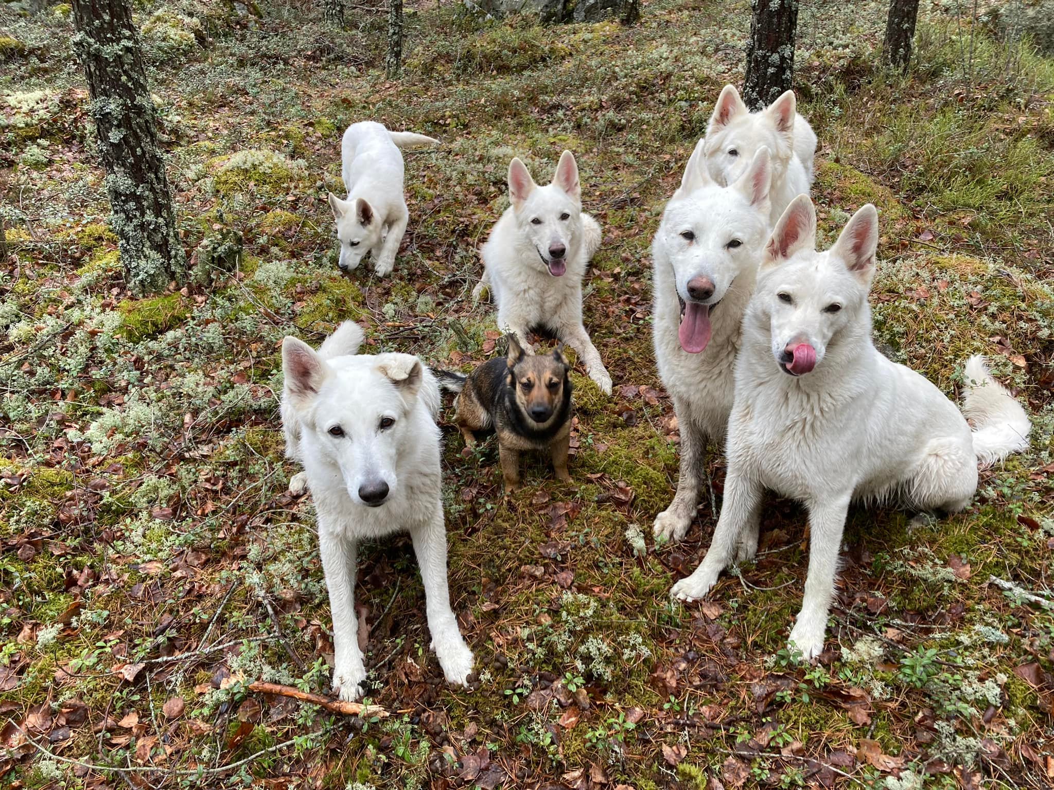 Suomen Valkoinenpaimenkoira - Finlands Vit Herdehund ry - Suomen ...