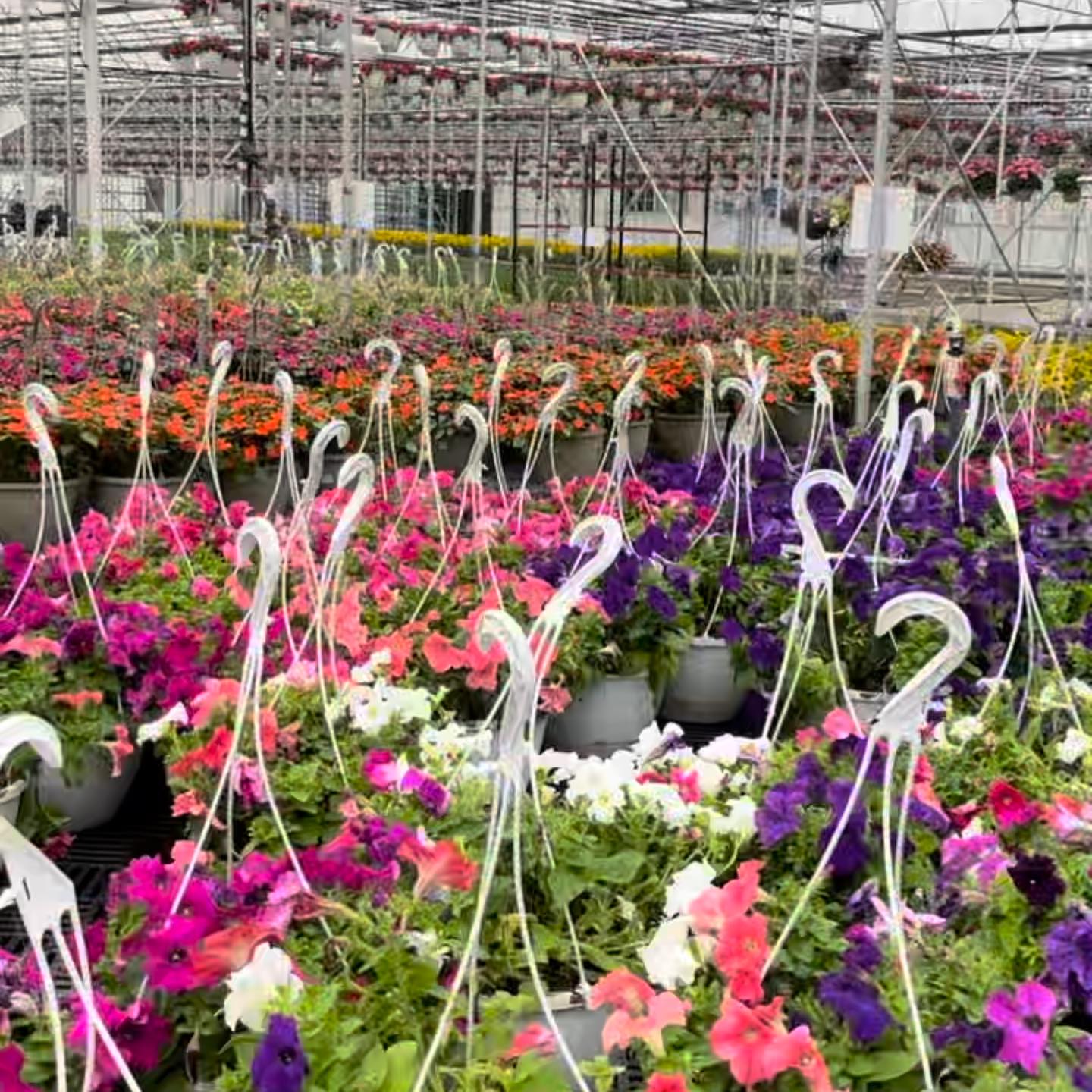 Our cartload sale is still... - Flowerland Growers, LLC. | Facebook