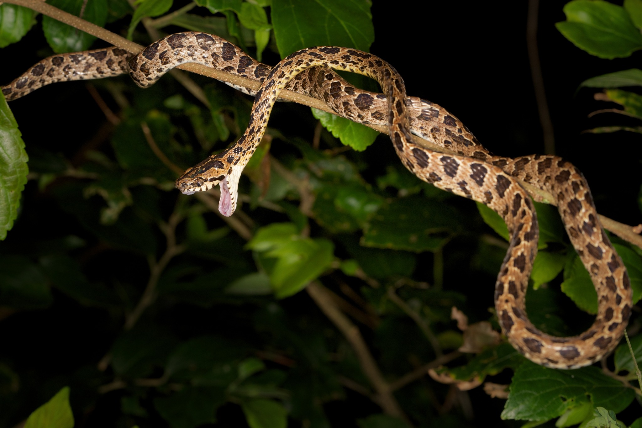 Why do snakes yawn? Well,... - Wildcreatures Hong Kong