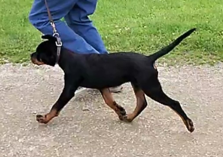 Vom Schwarzen Donner Rottweilers