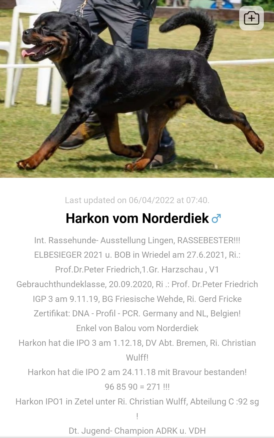 Vom Schwarzen Donner Rottweilers