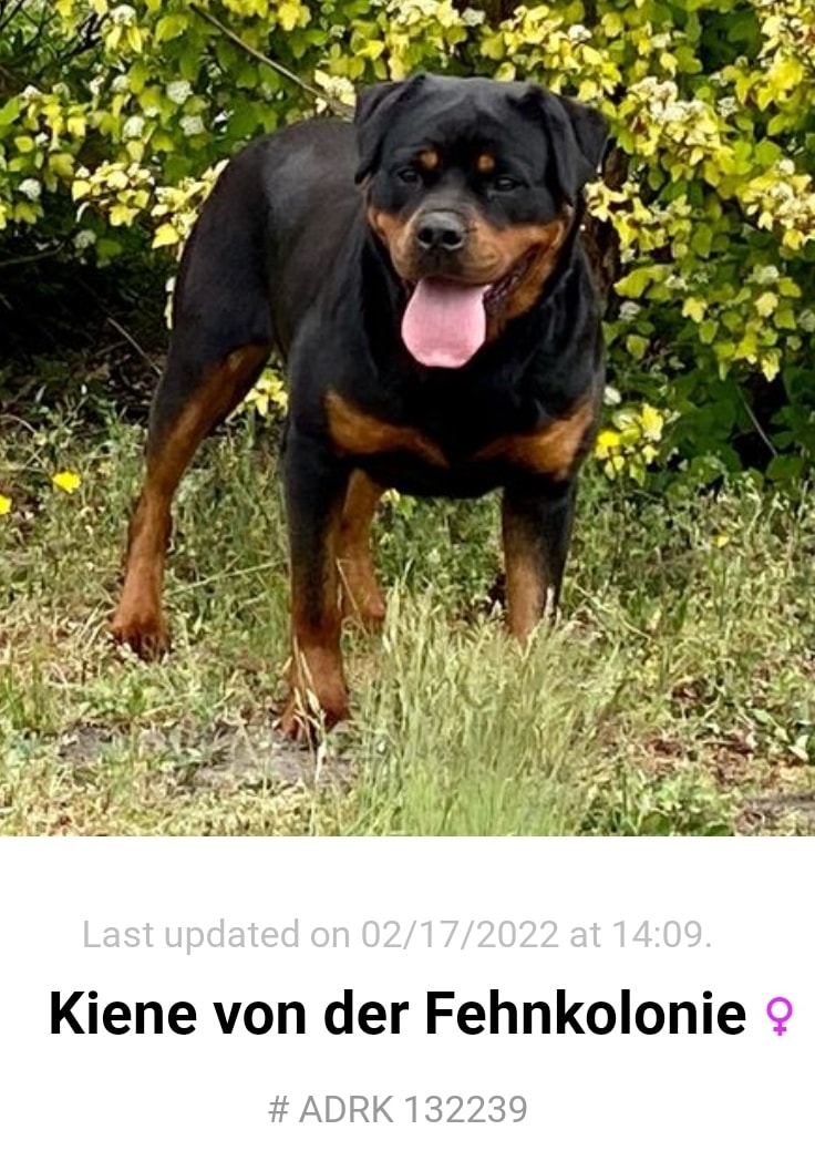Vom Schwarzen Donner Rottweilers