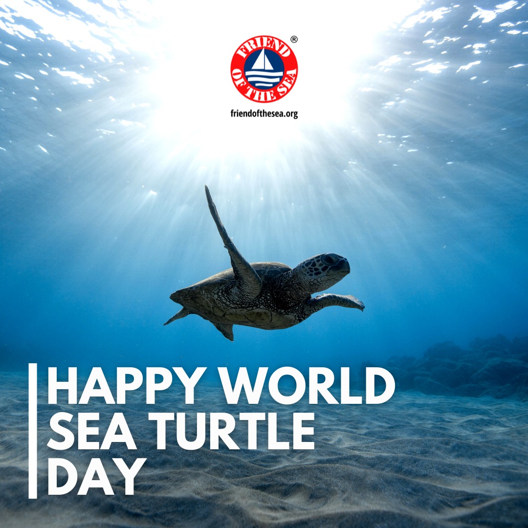 Friend - 🐢 For World Sea Turtle Day, we ask you to reflect on the risks ...