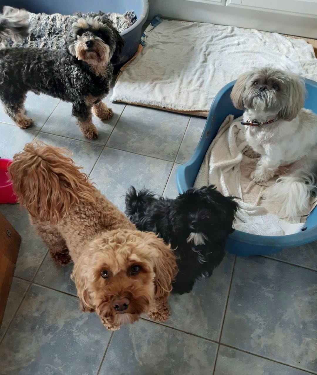 The Wagging Tails Inn