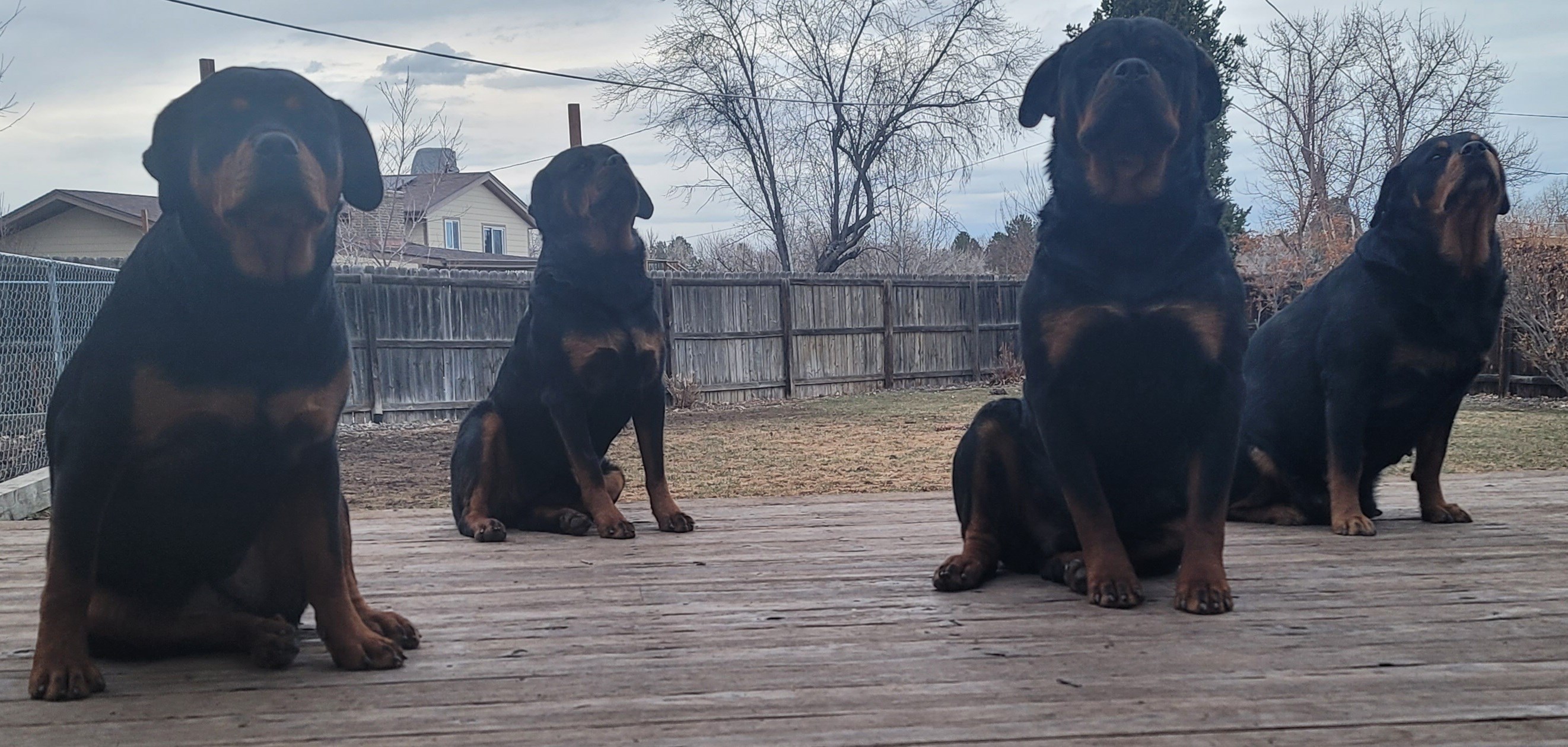 Realestate - Rotties - Lending NMLS# 2667779