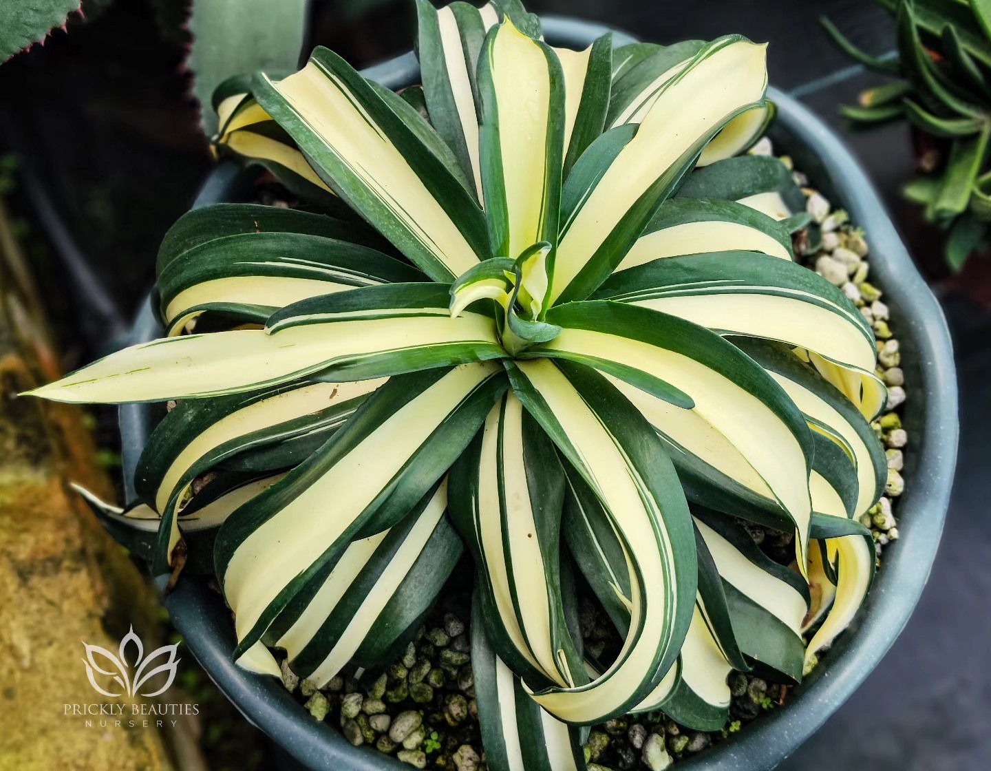 Agave desmettiana yellow mutate. One of the prettiest agaves I