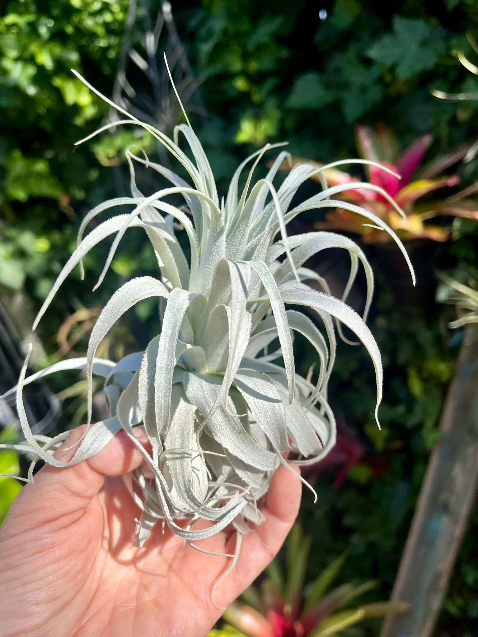 Tillandsia chapeuensis var turriformis - The holy grail of the