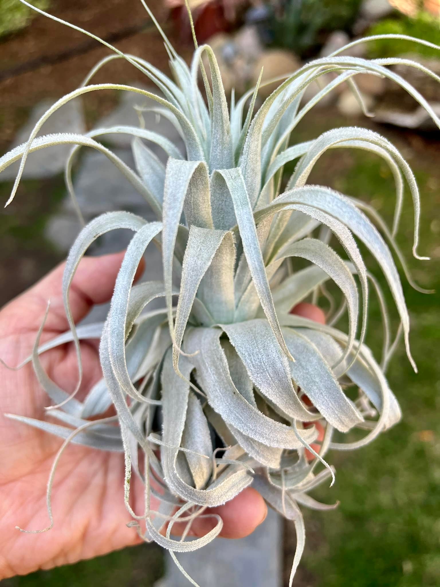 Tillandsia chapeuensis var turriformis - The holy grail of the