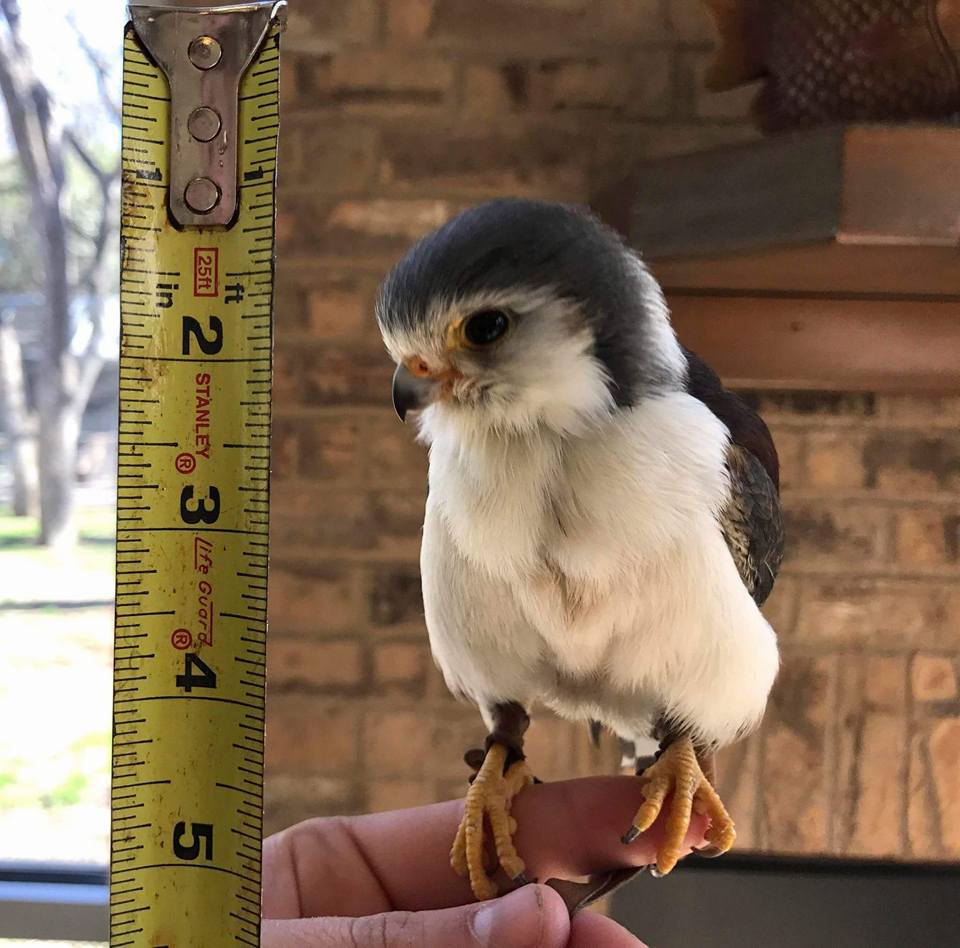 Animal Inn - The Pygmy Falcon is the smallest raptor in... | Facebook