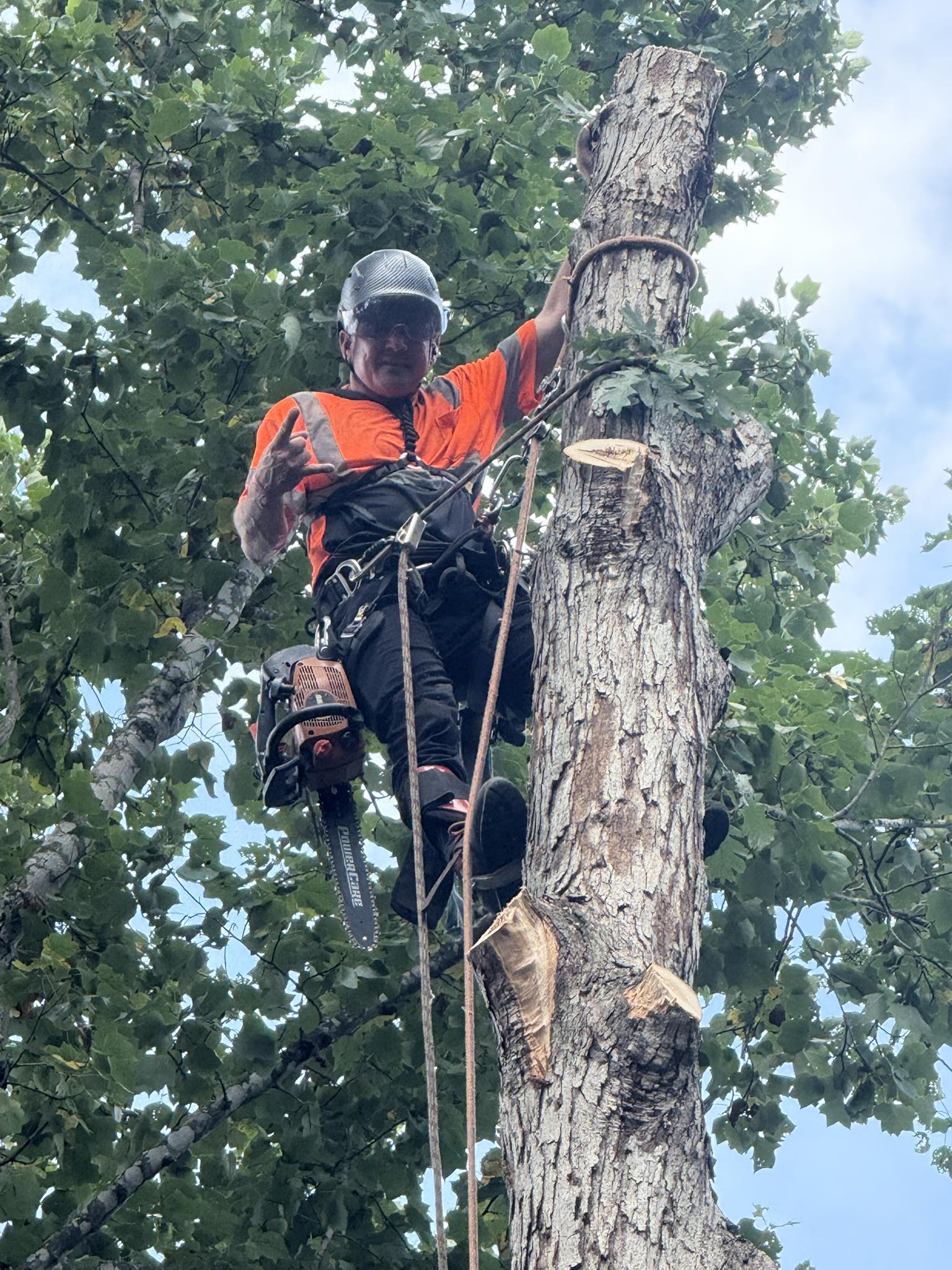 Overhead Tree Service | Burlington NC