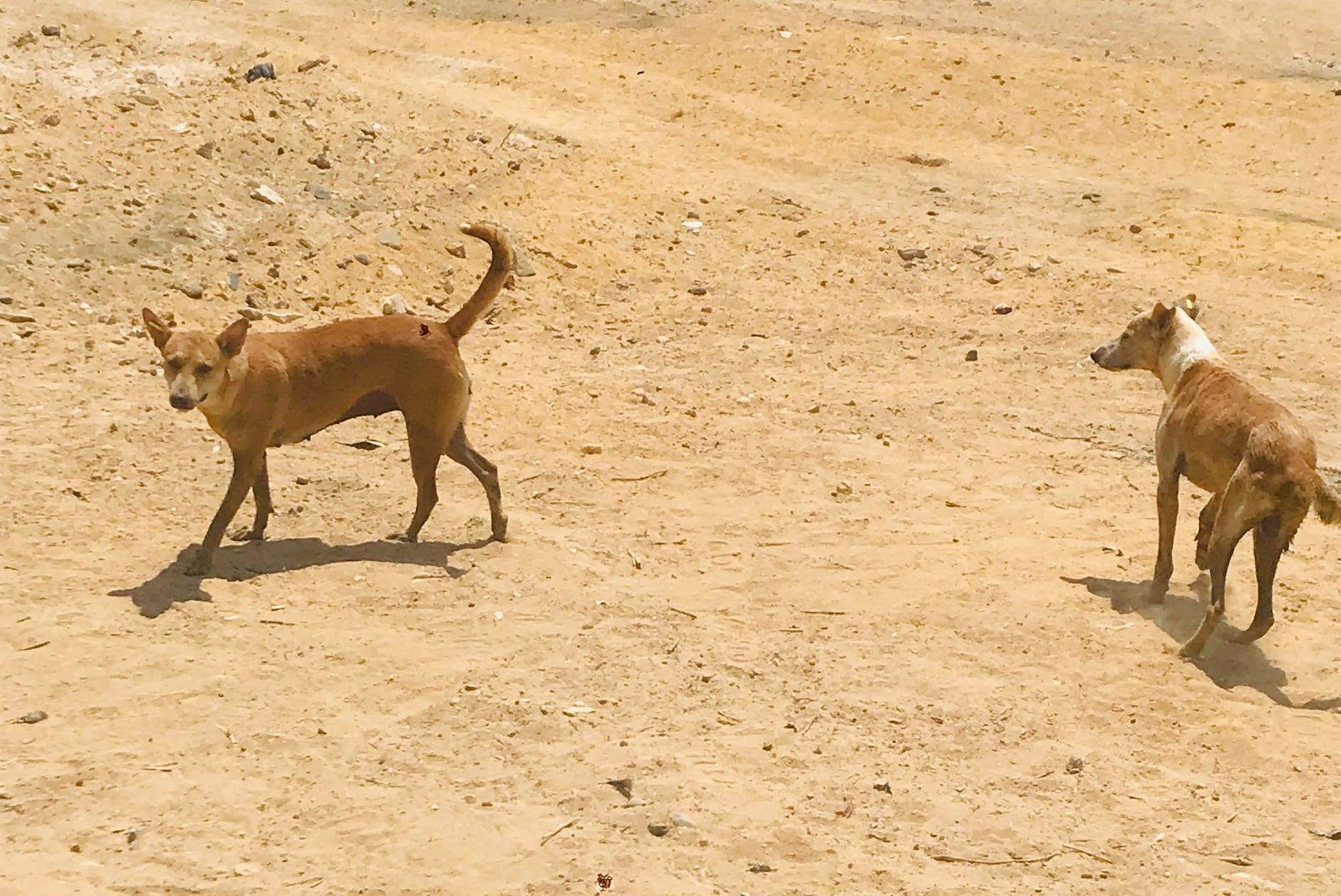 Baladi Dogs Of Cairo