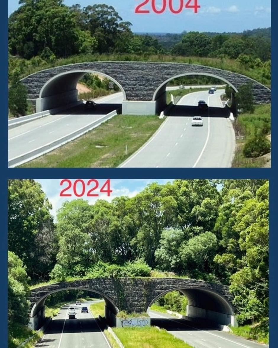 Save - Do we need more of these? Australia’s first wildlife land bridge ...