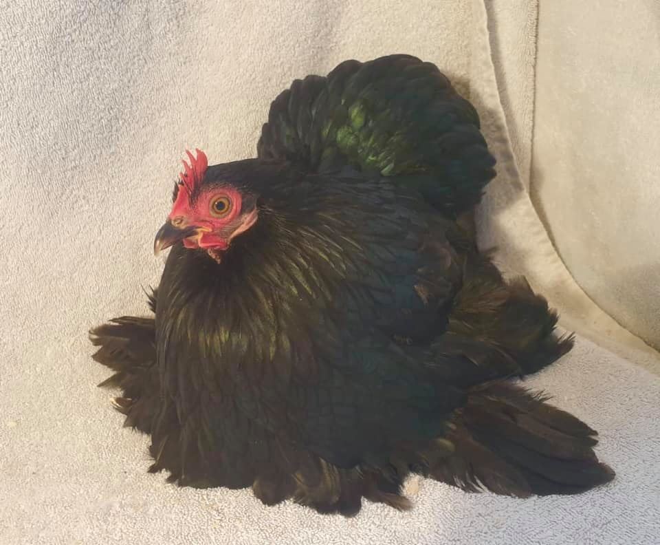 Springwell poultry