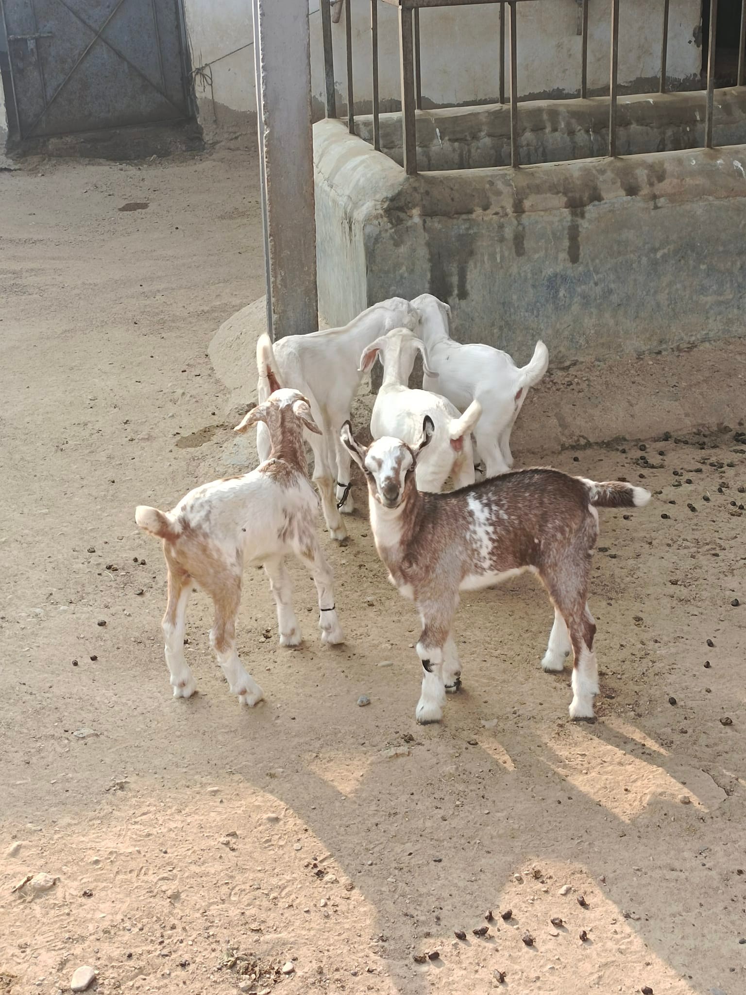 Ghanchi Cattle | Goth Gohram