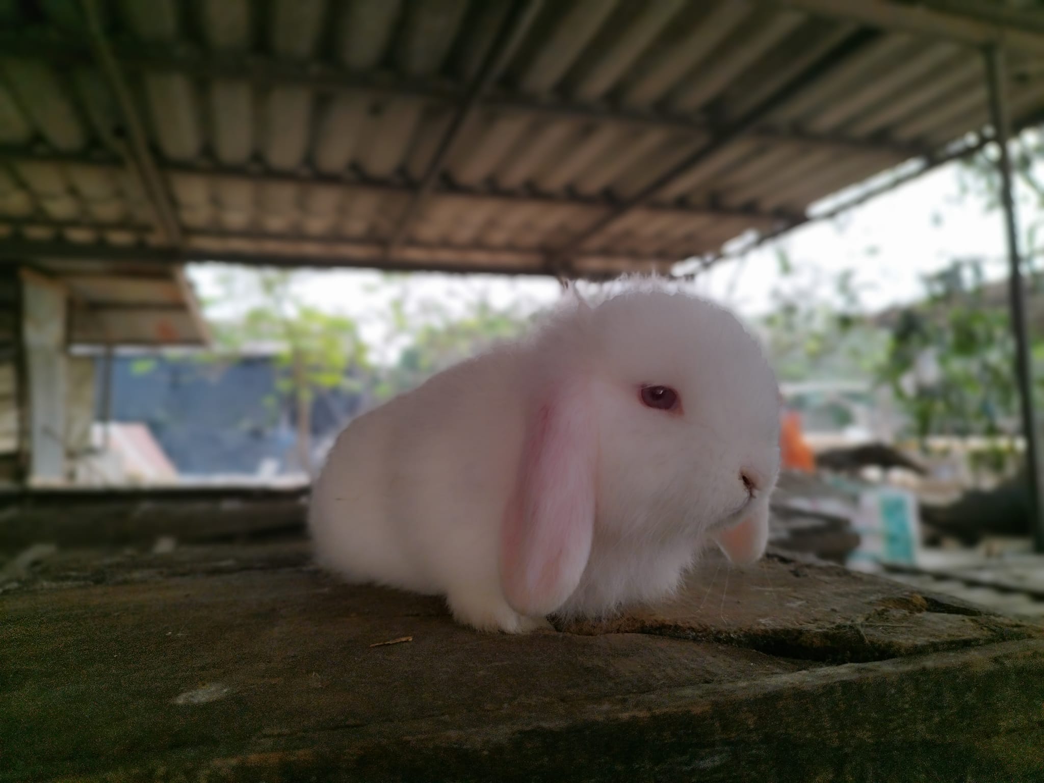 JB Rabbit... - JB Rabbit ฟารม์กระต่ายเชียงใหม่