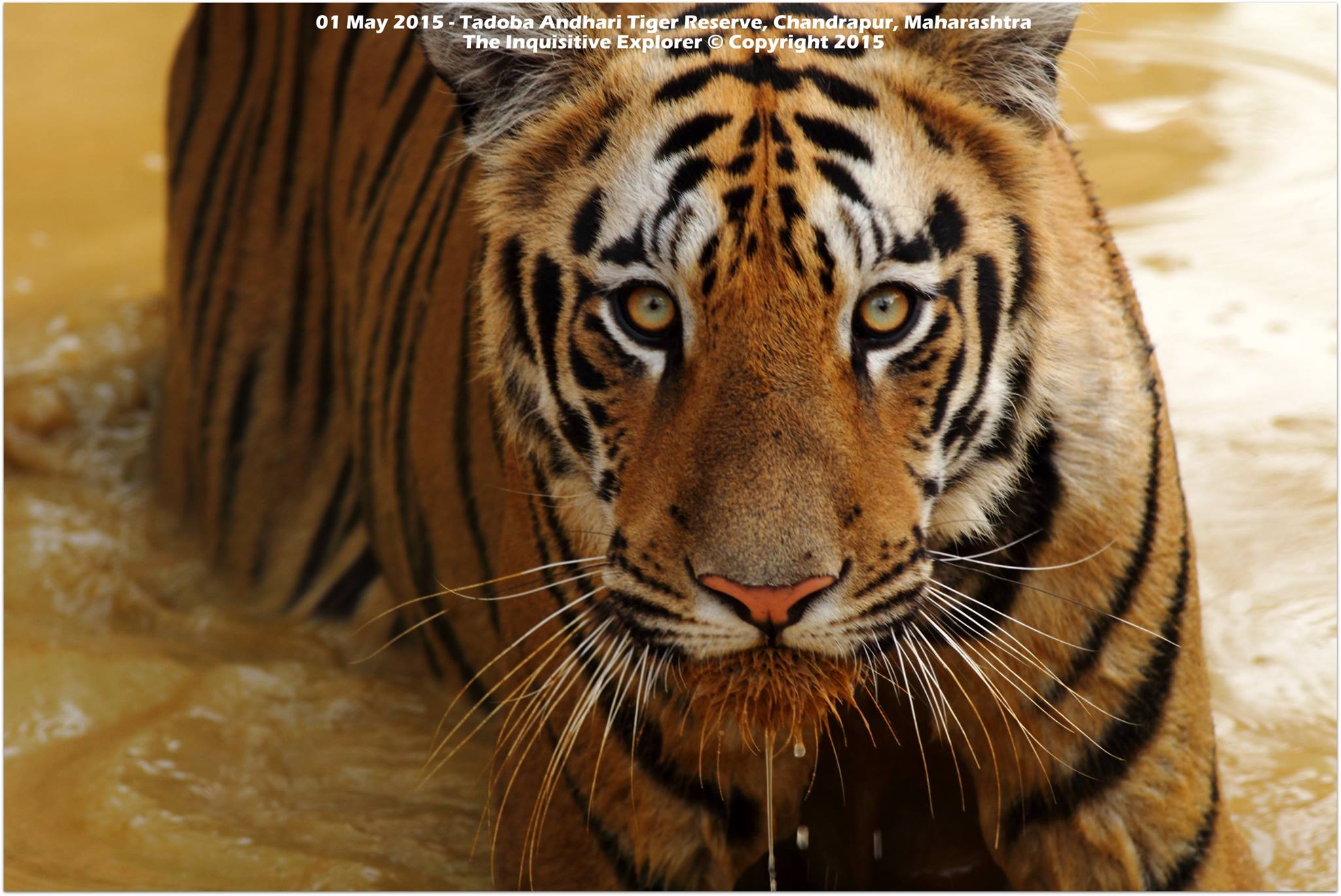 The Inquisitive Explorer Nature Tours & Photography Club - Bold and ...