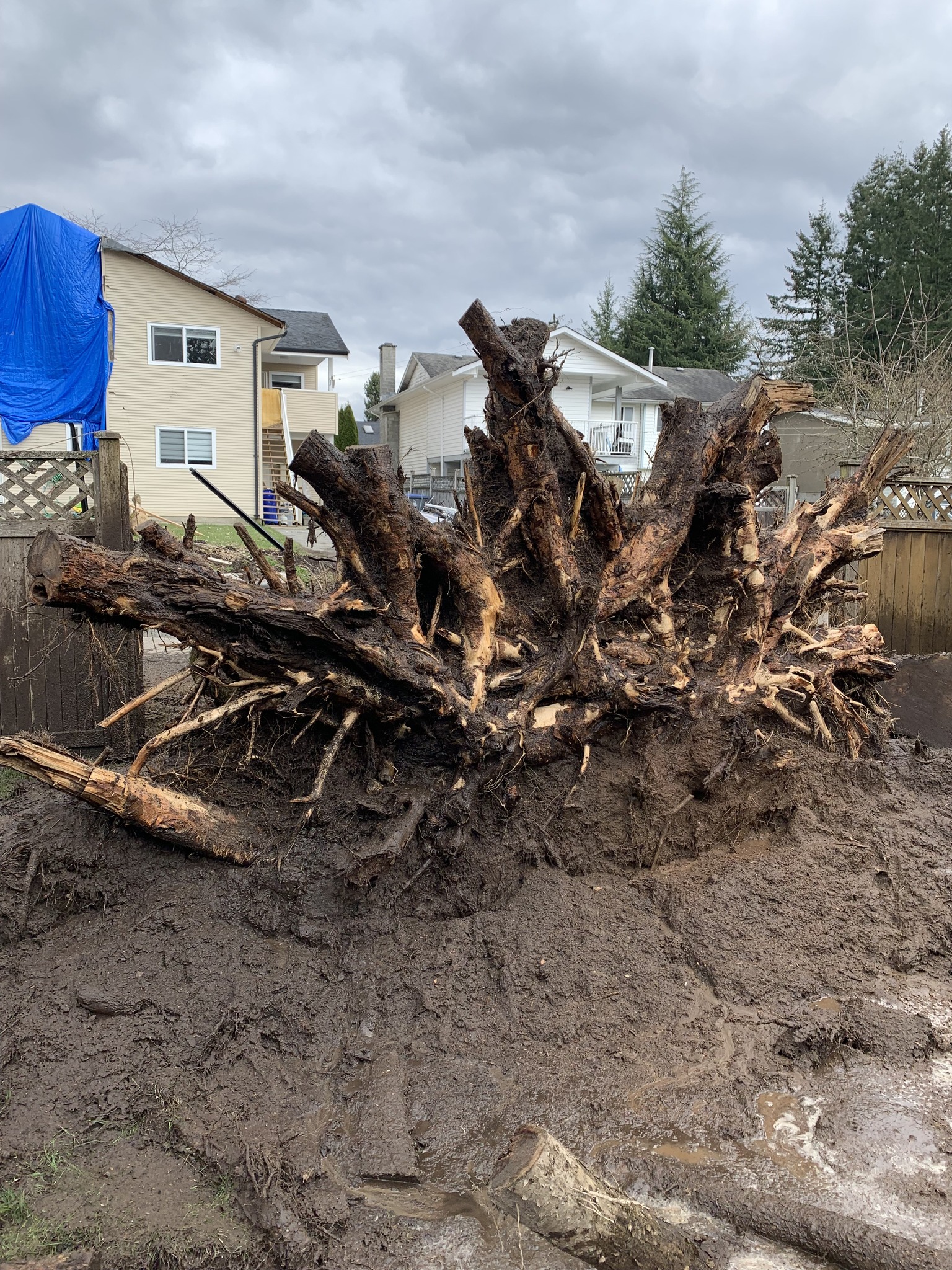 Old Stumpy, stump removal service | Langley BC