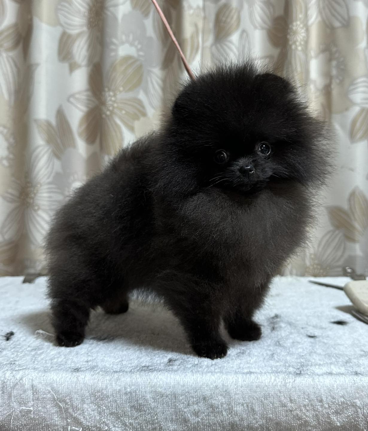 AC Dynasty Pomeranians (@AcDynastyPomeranians) • Facebook