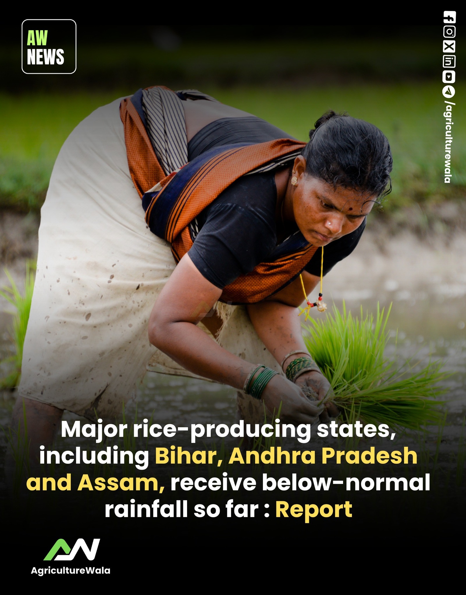 AgricultureWala - Major rice-producing states in India have received ...