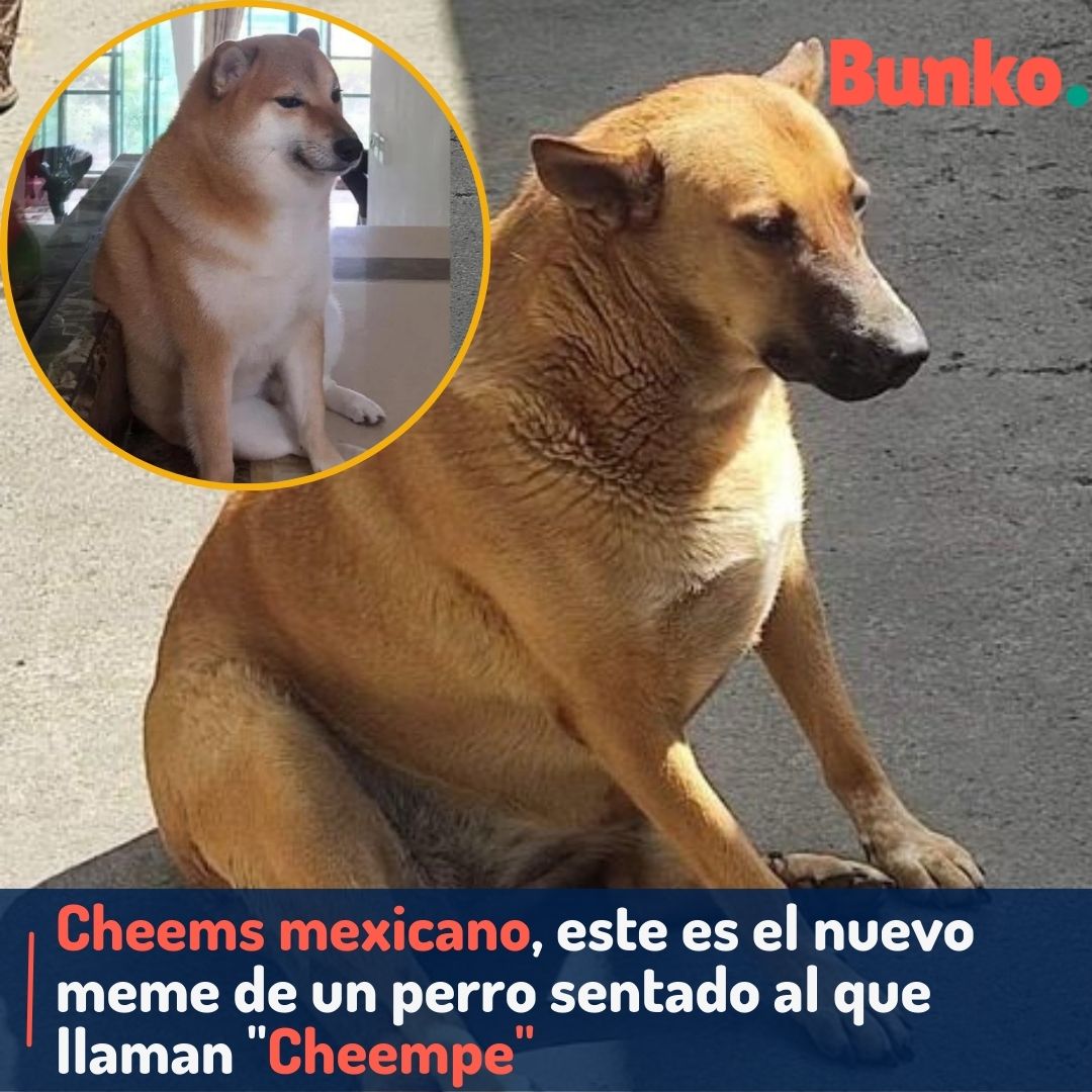 Bunko - ¡ME DA AMSIEDAD! El Cheems mexicano se ha vuelto... | Facebook