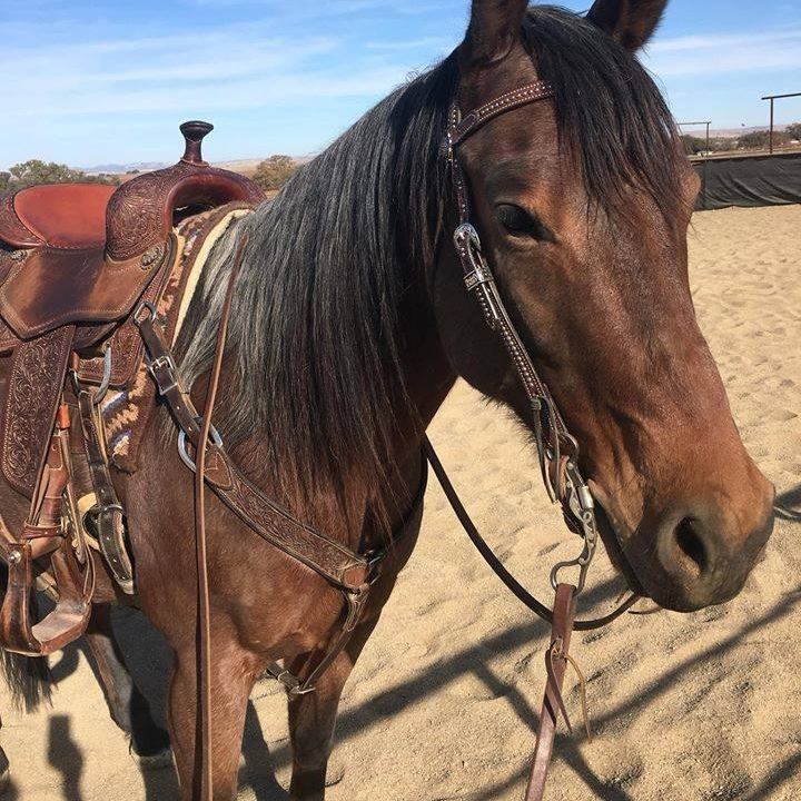 Tripl... - Triple R Ranch Horse Boarding and Training Facility