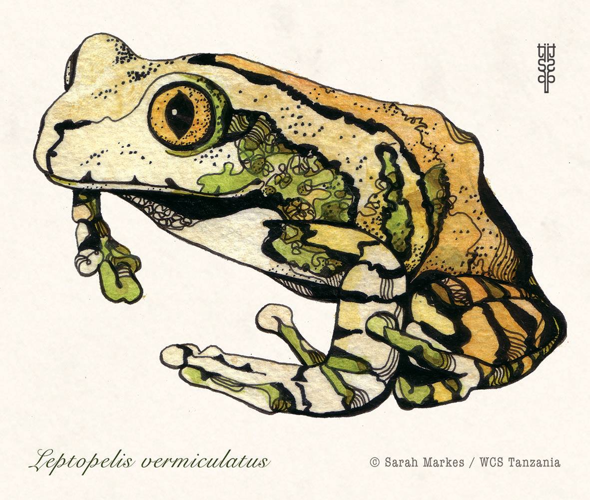 Our March species of the month is the peacock or vermiculated tree frog ...