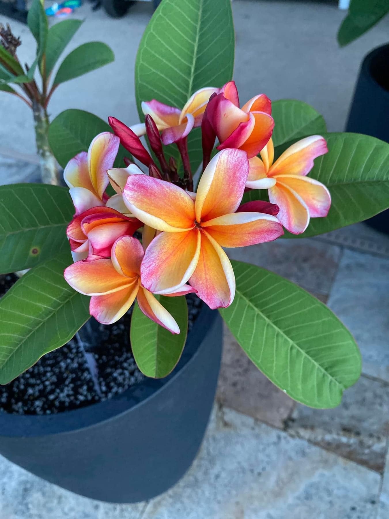 Penang Peach #plumeria #hawaii