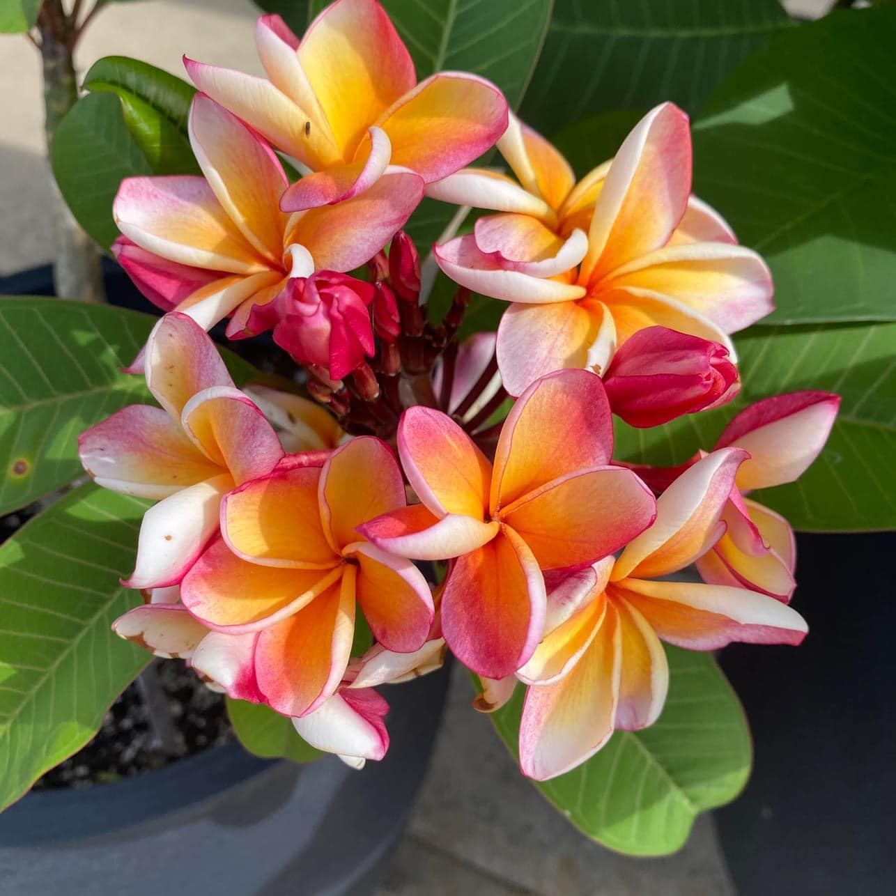Penang Peach #plumeria #hawaii
