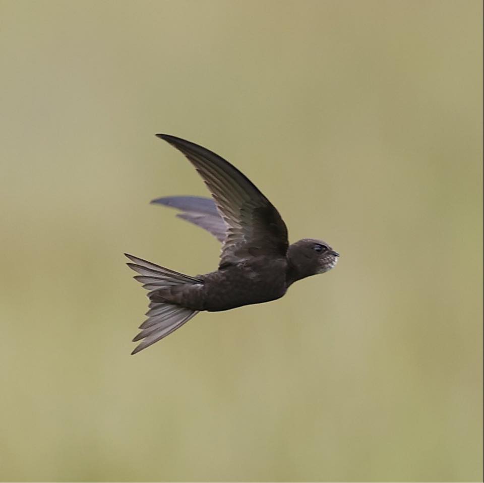 Swift Awareness Week