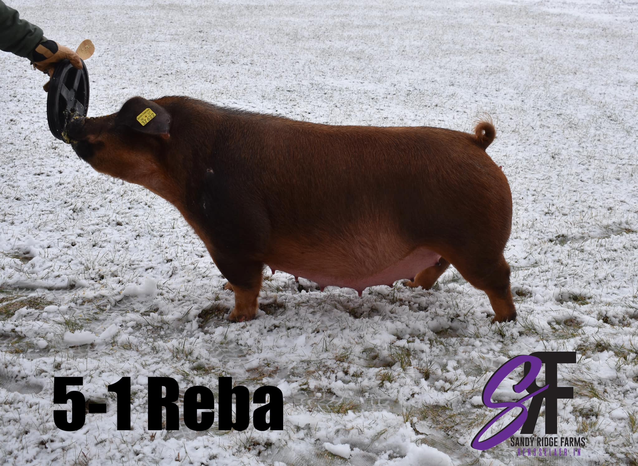 Sandy Ridge Farms | Rensselaer IN