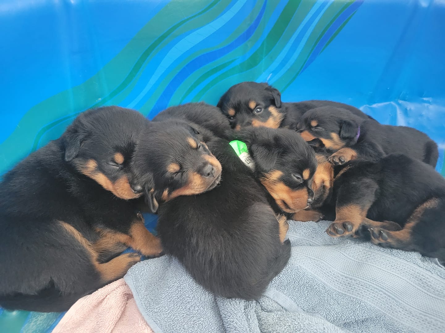 JM Rottweilers | Morris MB