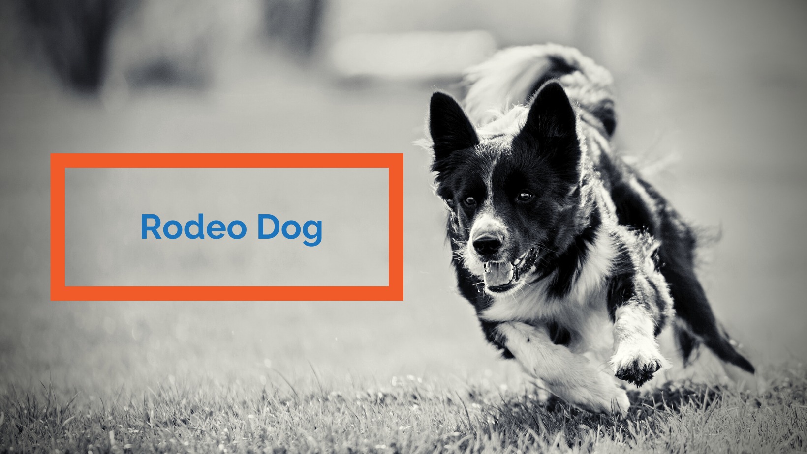 Rodeo Dog Trial