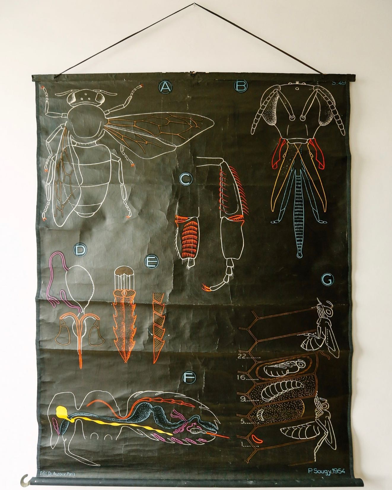 Bee by Dr Auzoux #vintagewallcharts... - Vintage Wall Charts | Facebook