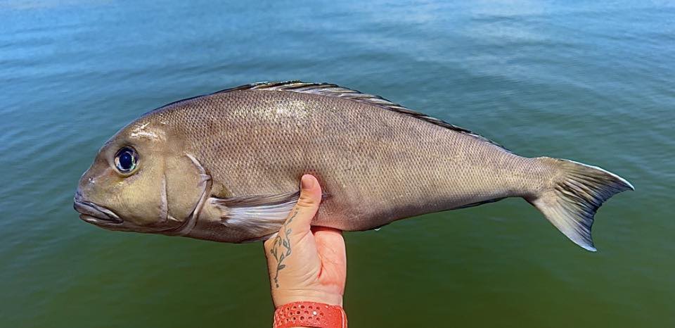 🎆New Year, New Fish🎆... - Jug Creek Marina & Fish House | Facebook