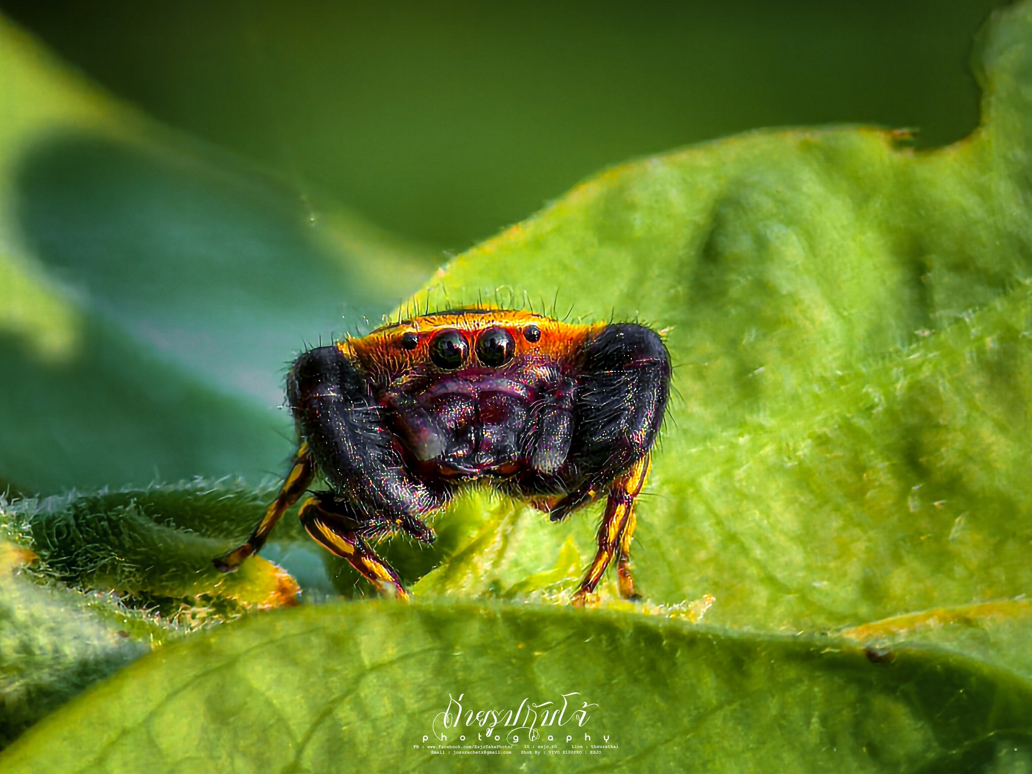 ถ่ายรูปกับโจ้ - แมงมุมกระโดด Rhene flavicomans ดูภาพอื่นๆได้ที่ลิ้งค์ ...