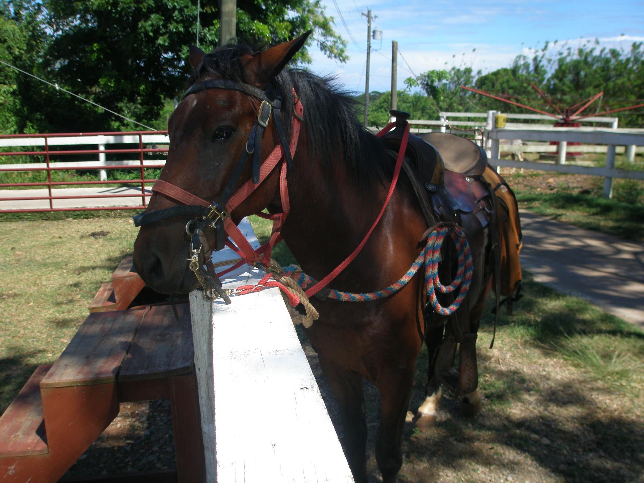 Red Ridge Stables | Utila